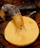 Lactarius volemus var. flavus image