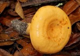 Lactarius volemus var. flavus image