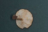 Melanoleuca strictipes image