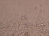Melanoleuca strictipes image