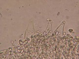 Melanoleuca strictipes image