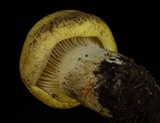 Cantharocybe gruberi image