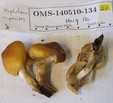 Hypholoma capnoides image