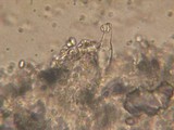 Melanoleuca strictipes image