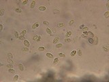Melanoleuca strictipes image
