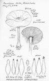 Melanoleuca strictipes image