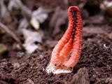 Pseudocolus fusiformis image