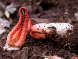 Pseudocolus fusiformis image