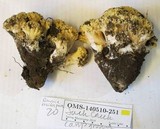 Ramaria rasilispora image