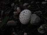 Lycoperdon marginatum image
