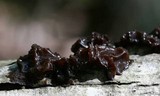 Exidia recisa image