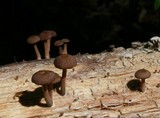 Gymnopus dichrous image