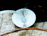 Mycena subcaerulea image