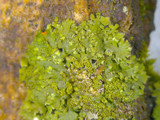 Phaeophyscia rubropulchra image