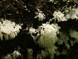 Ceratiomyxa fruticulosa var. fruticulosa image