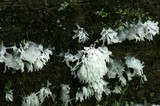 Ceratiomyxa fruticulosa var. fruticulosa image