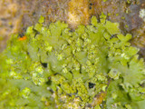 Phaeophyscia rubropulchra image
