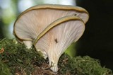 Pleurotus pulmonarius image