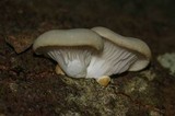 Pleurotus pulmonarius image