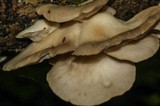 Pleurotus pulmonarius image