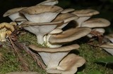 Pleurotus pulmonarius image