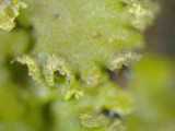 Phaeophyscia rubropulchra image
