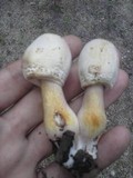 Leucoagaricus americanus image