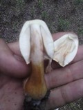 Leucoagaricus americanus image