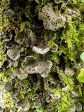 Sticta limbata image