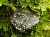 Sticta limbata image