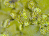 Phaeophyscia rubropulchra image