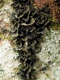 Sticta sylvatica image