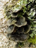 Sticta sylvatica image