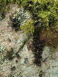 Sticta sylvatica image