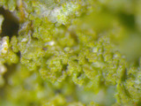 Phaeophyscia rubropulchra image