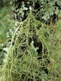 Usnea cornuta image