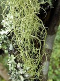 Usnea cornuta image