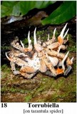Ophiocordyceps caloceroides image