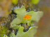 Phaeophyscia rubropulchra image