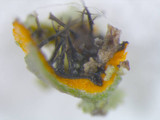 Phaeophyscia rubropulchra image