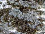Phaeophyscia orbicularis image