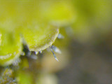 Phaeophyscia rubropulchra image