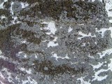 Phaeophyscia orbicularis image