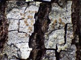 Lecanora albella image