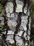 Lecanora albella image