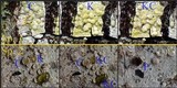 Lecanora albella image