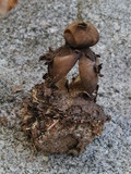 Geastrum fornicatum image