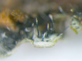 Phaeophyscia rubropulchra image