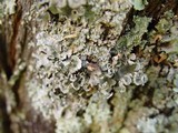 Parmotrema hypoleucinum image