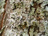 Parmotrema hypoleucinum image